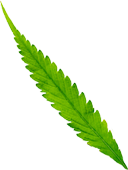 leaf