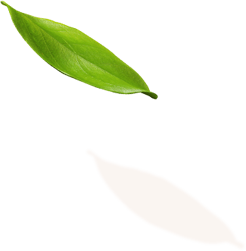 leaf5