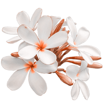 flower-1-1