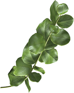 leaf-2-1