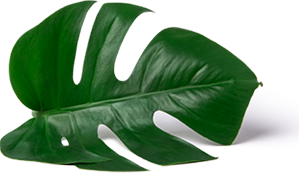 leaf-2-3